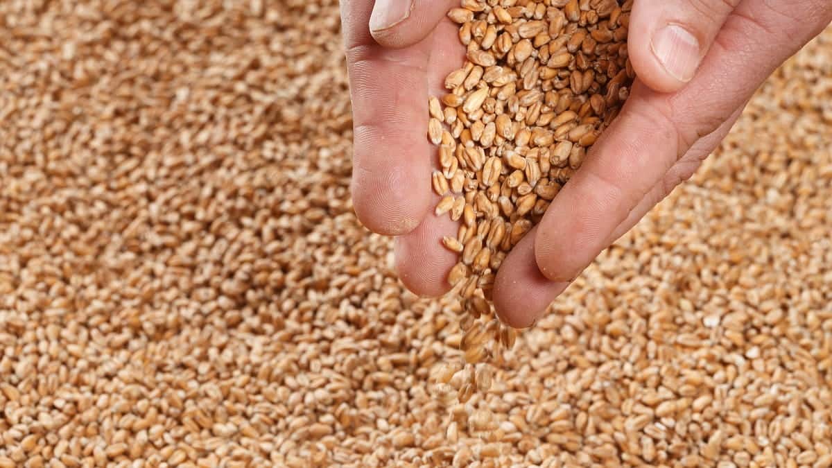 Global Soft Wheat Prices Rise Following Algerian Tender