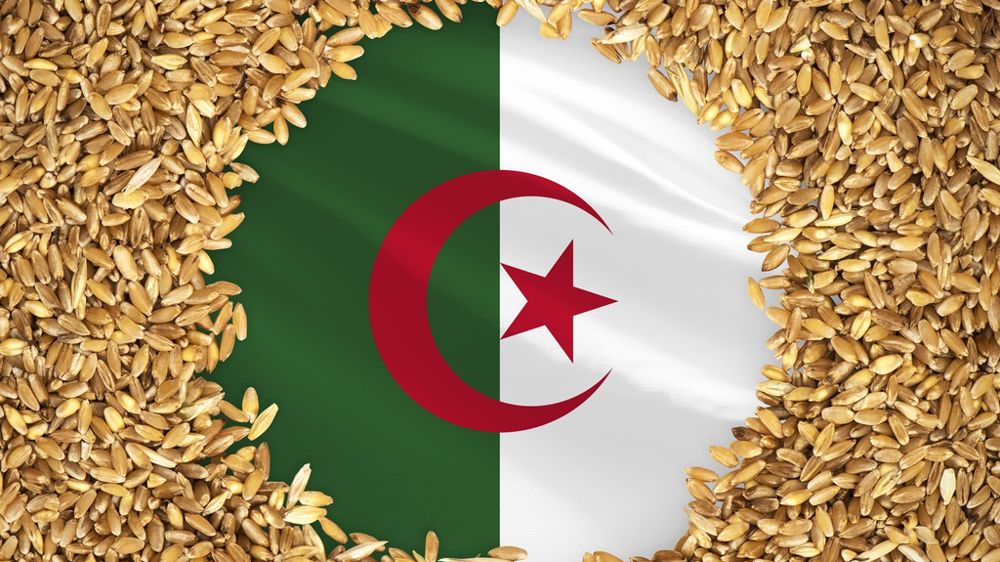 Timimoun Hosts Strategic Cereal and Legume Production Project