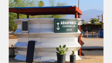 Researchers Balance Fish, Plant Growth in Arid Aquaponic Systems