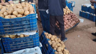 Government Sets Potato Price Ceilings to Aid Consumers