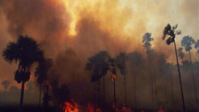 Forest Fire Victims to Receive $900 Million in State Aid