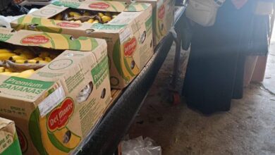 Banana Prices Return to Accessible Levels in Algeria