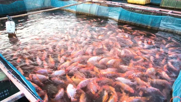 Algiers Aquaculture Expansion Targets 4,000 Tons by 2028
