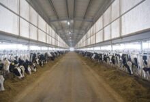 Joint Venture to Meet Half of Algeria's Powdered Milk Demand