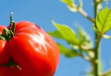 Tomato-Derived Lycopene Emulgel Shows SPF 38.8 Protection