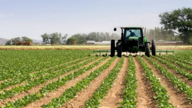 President Tebboune Directs New Agricultural Sector Roadmap