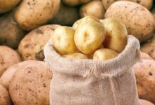 Potato Prices Drop to 90 Dinars After Algiers Market Checks