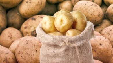 Potato Prices Drop to 90 Dinars After Algiers Market Checks